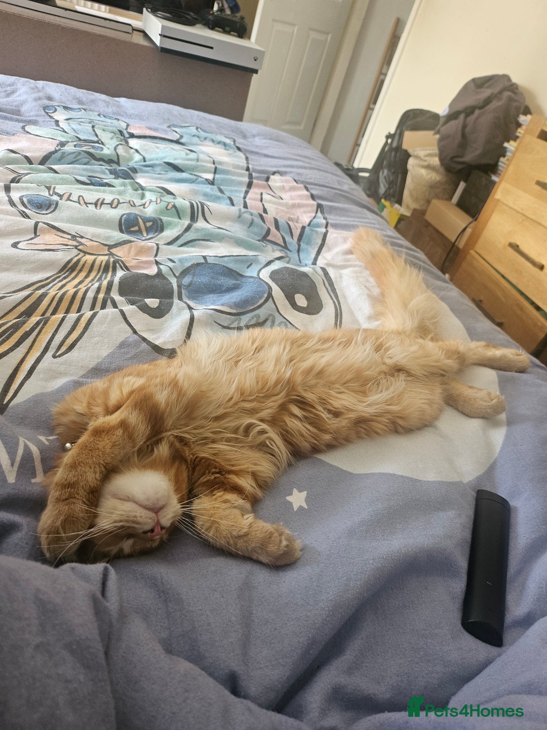 Maine Coon cats for sale: Male main coon - Image 6