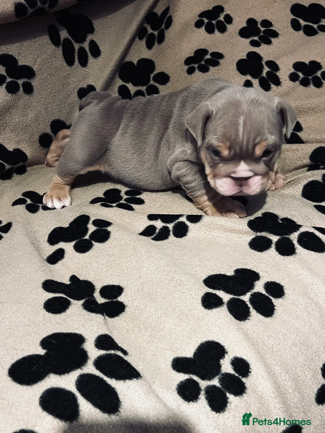English Bulldog dogs for sale: Beautiful English bulldog pup - Advert 7