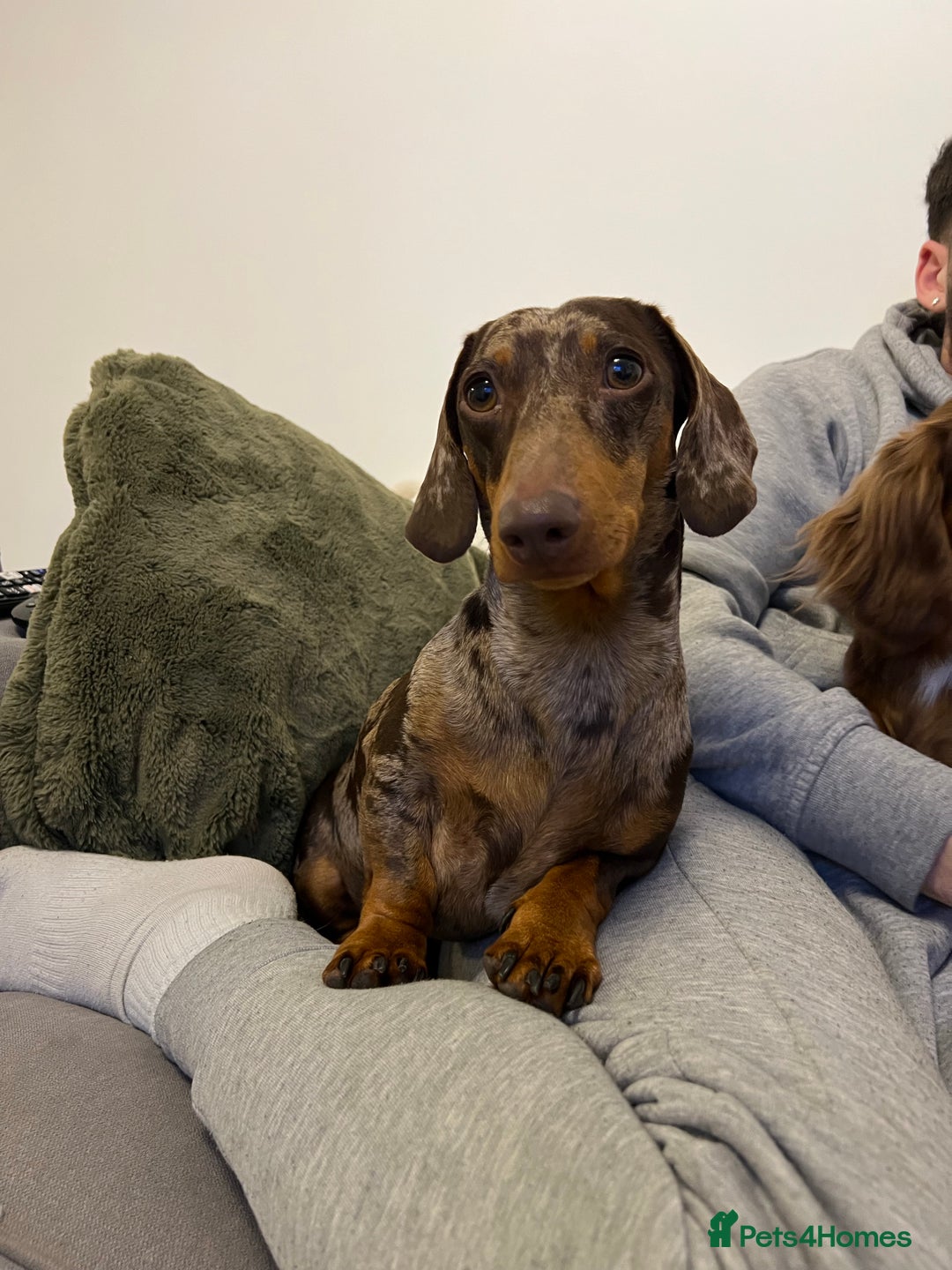 Miniature Dachshund dogs for stud: Miniature Dachshund Stud Kc registered & Pra clear in Stowmarket - Advert 26