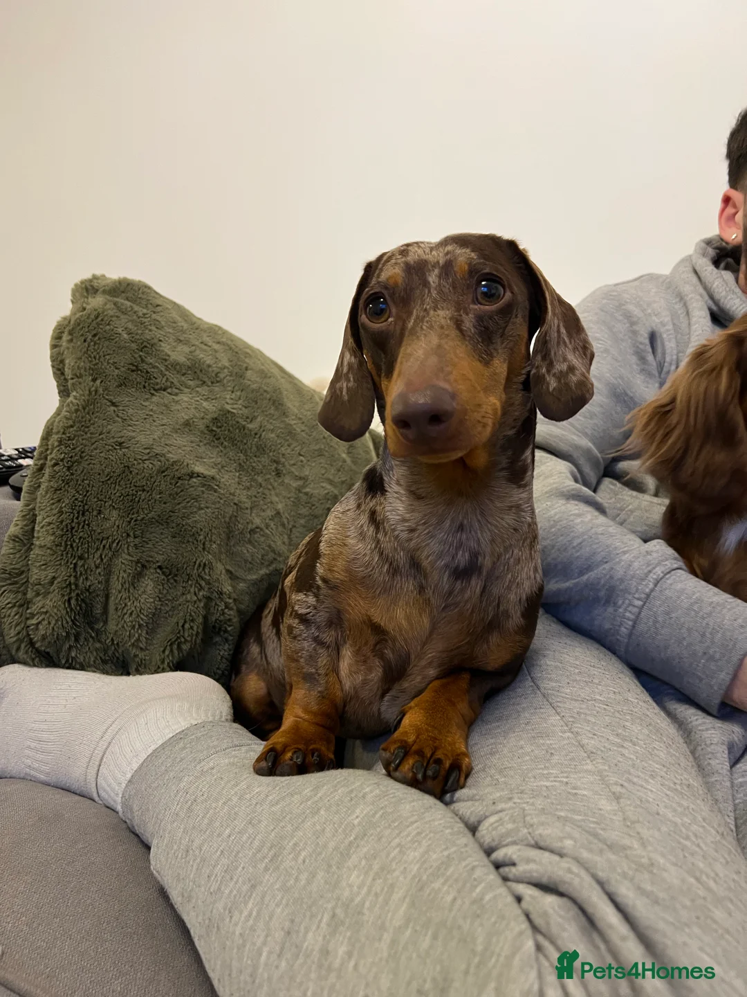 Miniature Dachshund dogs for stud: Miniature Dachshund Stud Kc registered & Pra clear in Stowmarket - Advert 26