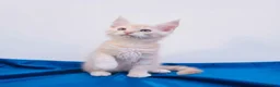 Maine Coon cats for sale: Beautiful GCCF mixed silver kittens - Advert 8