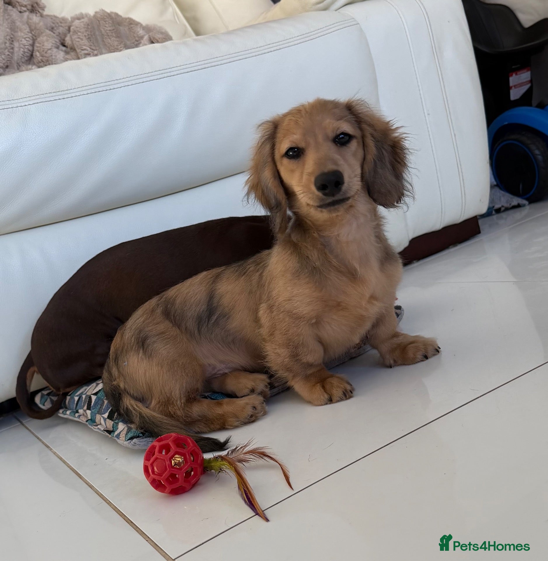 Miniature Dachshund dogs for sale: cream dapple boy - Advert 19