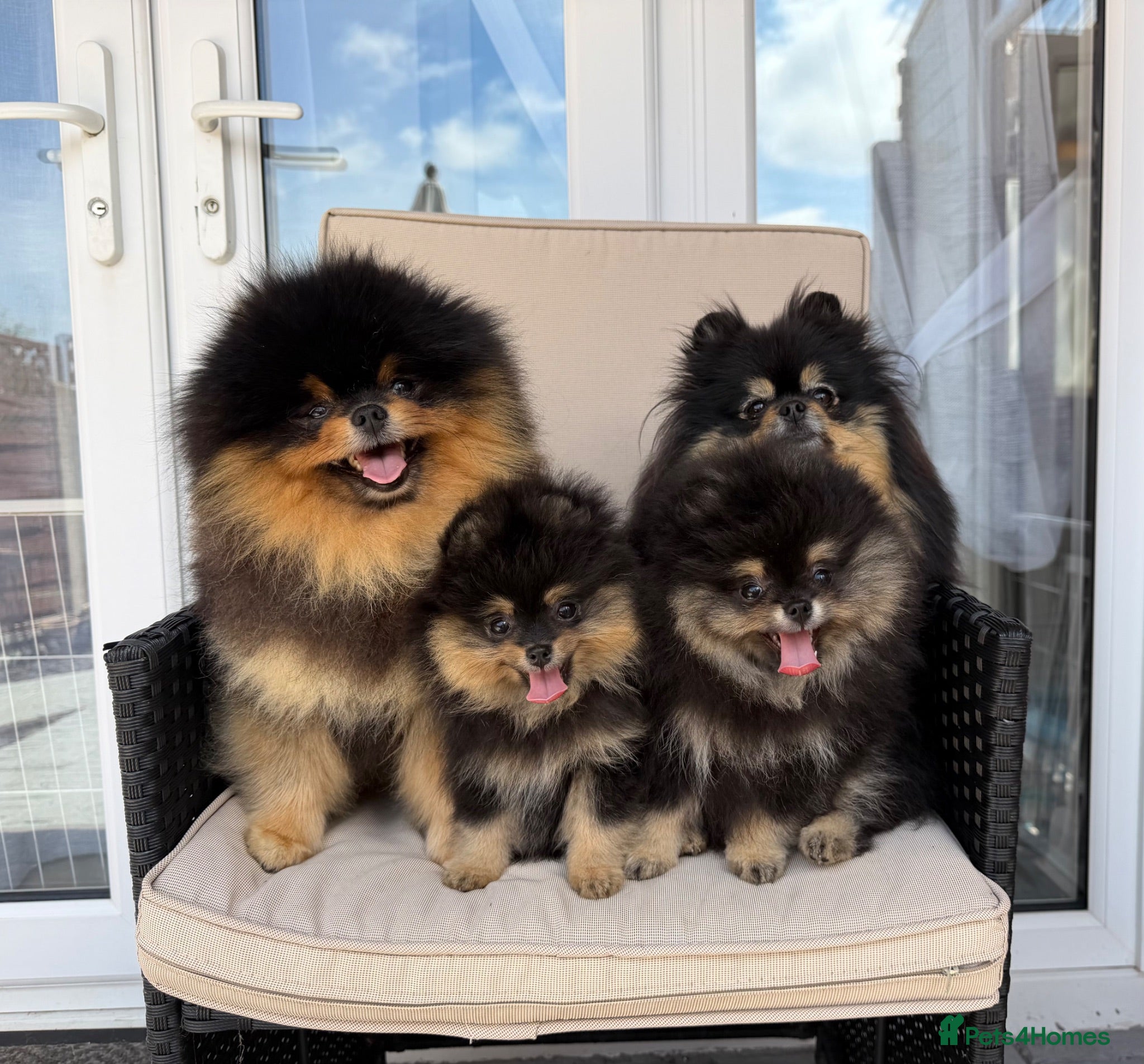 Pomeranian dogs 👑 Exclusive Rare Black & Tan Pomeranians 👑 - Advert 11