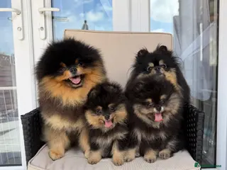 Pomeranian dogs 👑 Exclusive Rare Black & Tan Pomeranians 👑 - Advert 11
