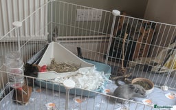 Guinea Pig rodents for sale: 2 male guinea pigs and cage + run+ accessories - Image 4