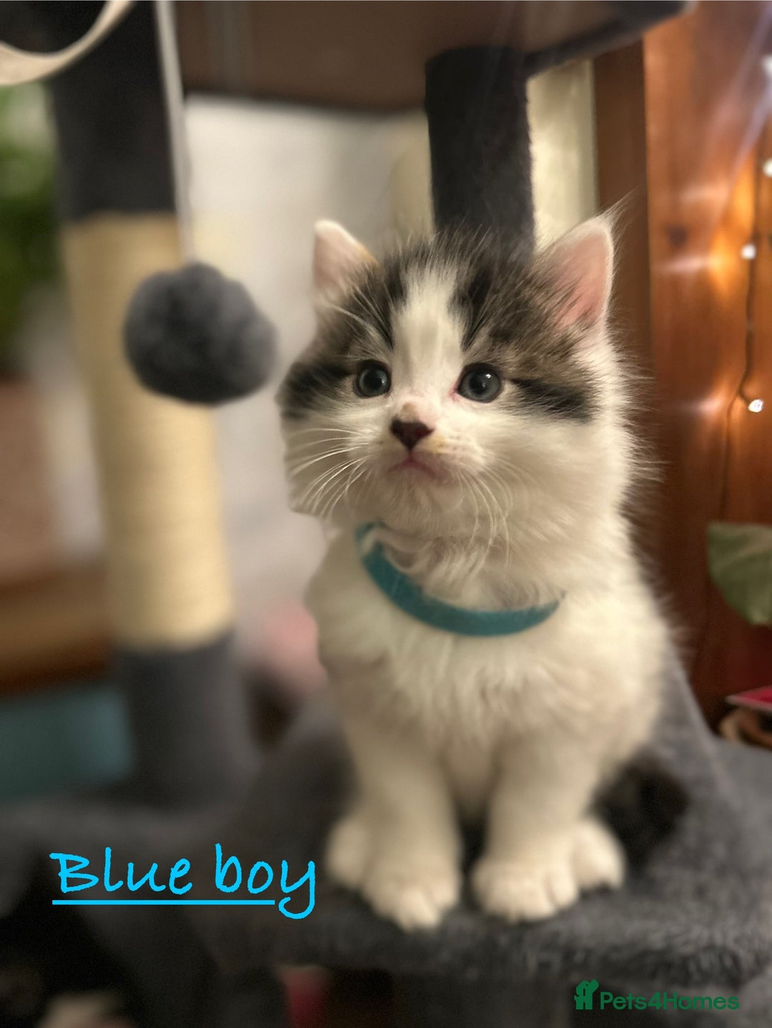 British Longhair cats for sale: Gorgeous Friendly Kittens - Advert 23