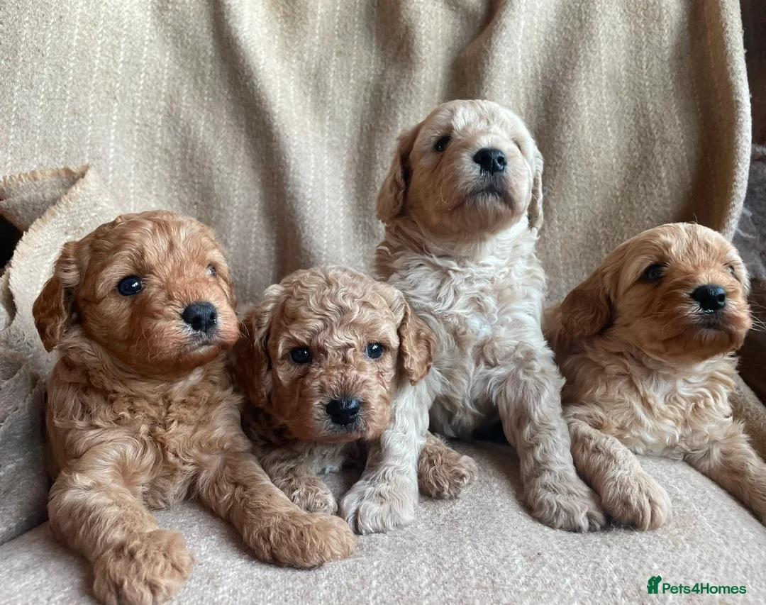 Cavapoochon dogs for sale: Beautiful Cavapoochon Puppies - Advert 1