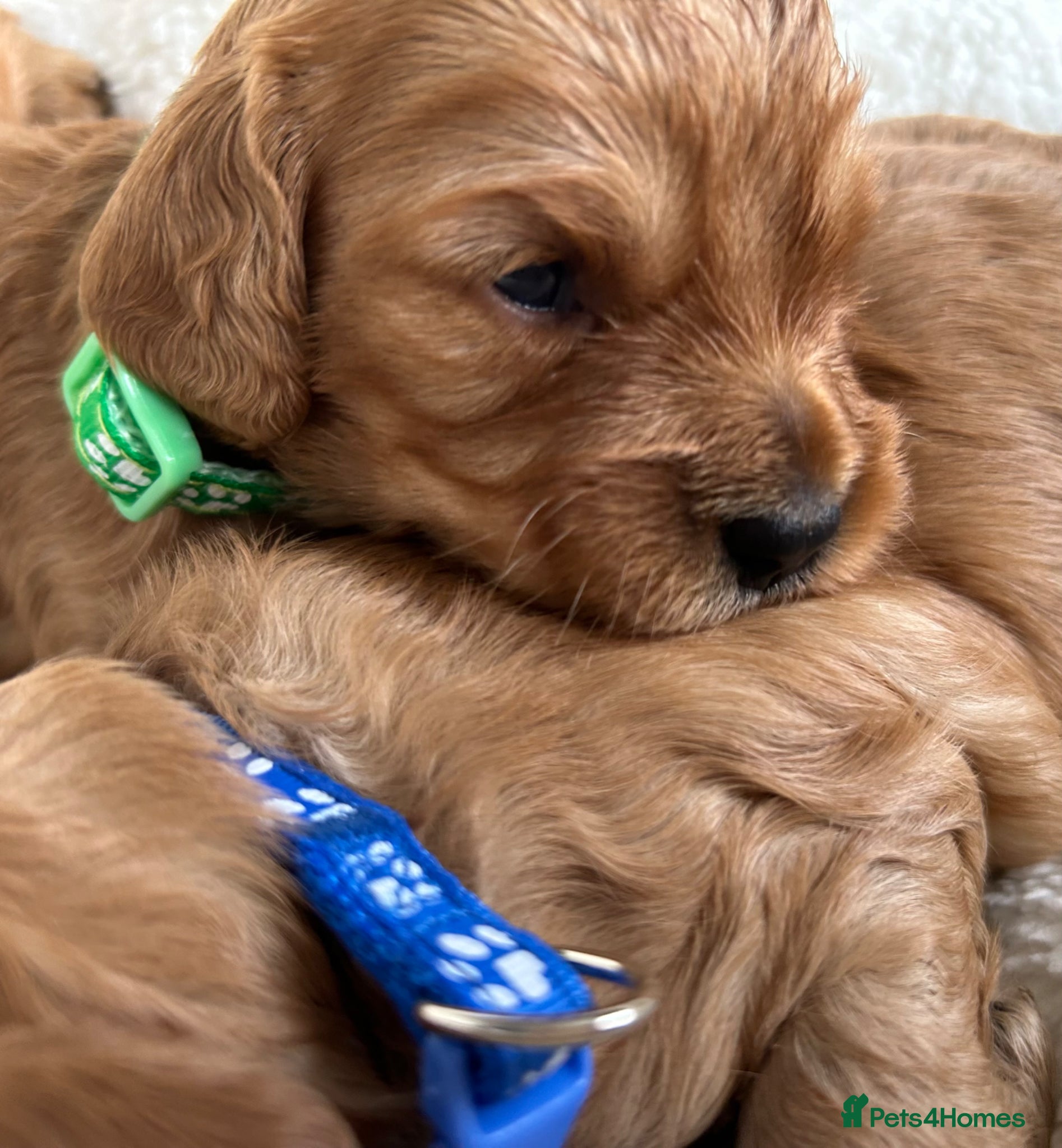 Cavapoo dogs for sale:  280 ALL CLEAR Extensively Health tested 🩷💙🐾 - Advert 1