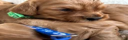 Cavapoo dogs for sale:  280 ALL CLEAR Extensively Health tested 🩷💙🐾 - Advert 1