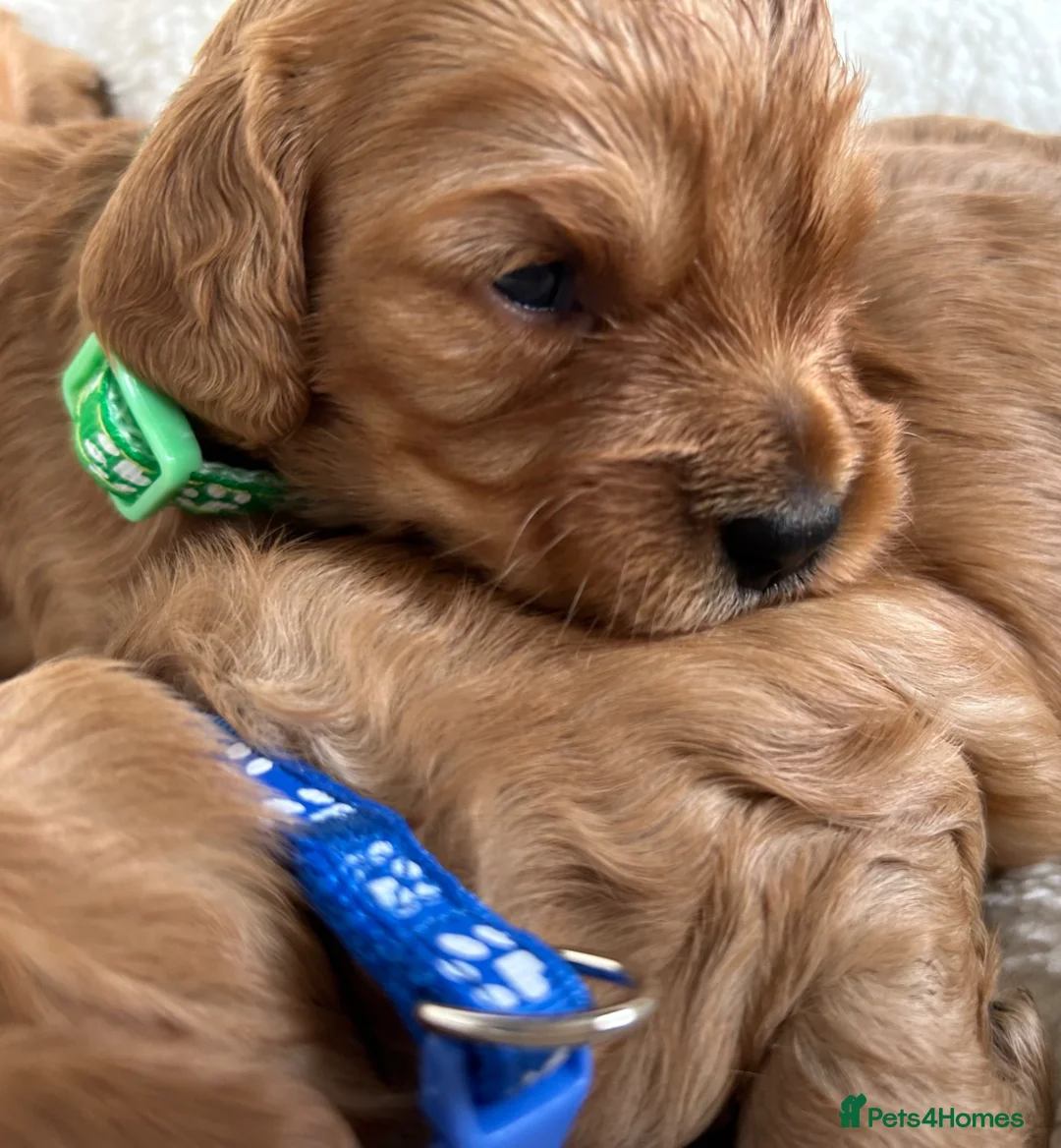 Cavapoo dogs for sale:  280 ALL CLEAR Extensively Health tested 🩷💙🐾 - Advert 1