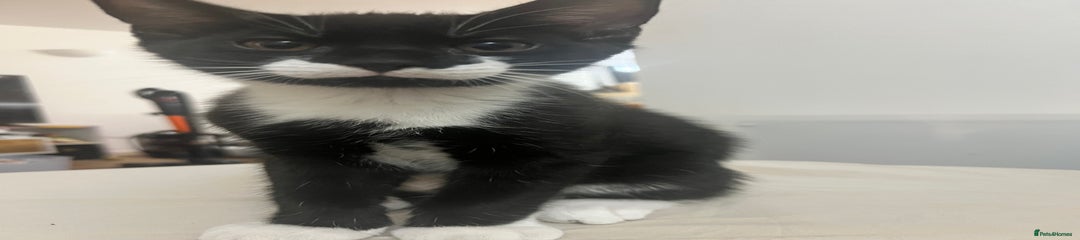 Tuxedo