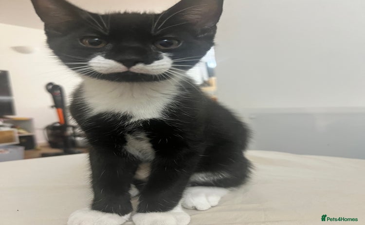 Mixed Breed cats - Advert 4