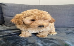 Maltipoo dogs for sale: 10 weeks old, health tested F1 Maltipoo babies  - Image 9