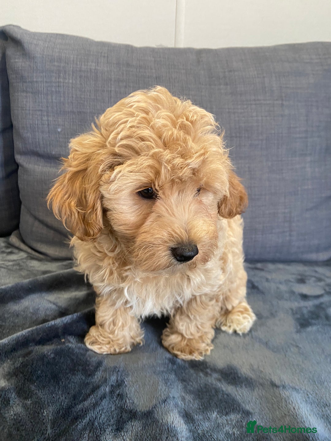 Maltipoo dogs for sale: 10 weeks old, health tested F1 Maltipoo babies  - Image 9