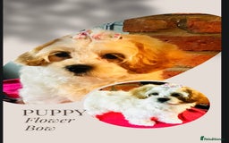 Mixed Breed dogs for sale: ⭐️ FABULOUS PETS ~TOY MALTIPOOS ~ HEALTH TESTED ⭐️ - Image 6