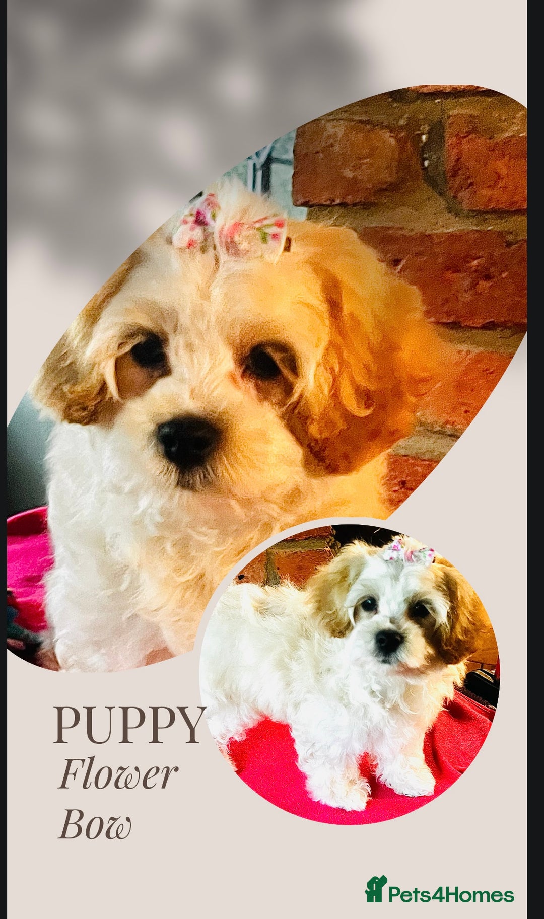 Mixed Breed dogs for sale: ⭐️ FABULOUS PETS ~TOY MALTIPOOS ~ HEALTH TESTED ⭐️ - Image 6