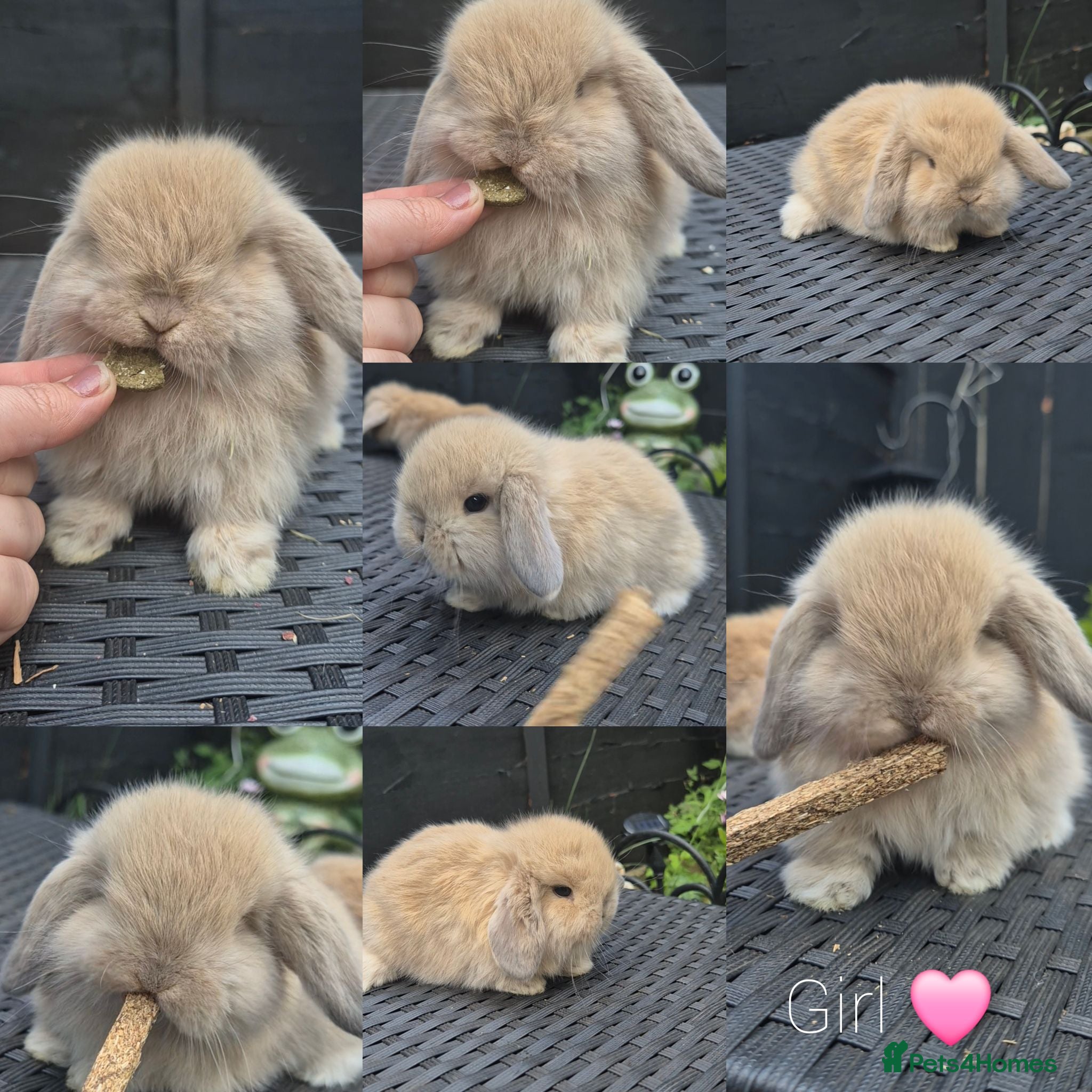 Mini Lop rabbits for sale: Mini lop Rabbit  - Advert 3
