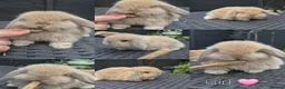 Mini Lop rabbits for sale: Mini lop Rabbit  - Advert 1