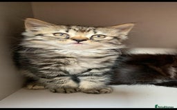 Mixed Breed cats for sale: Ragdoll x Tabby long haired mixed kittens  - Image 1