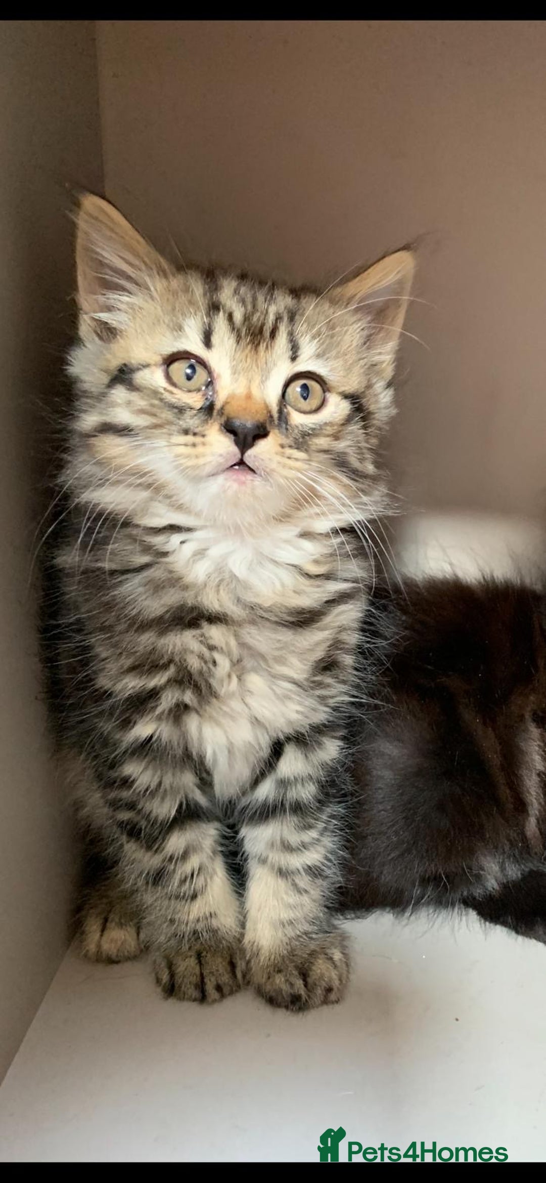 Mixed Breed cats for sale: Ragdoll x Tabby long haired mixed kittens  - Image 1