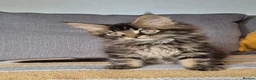 Maine Coon cats for sale: Maine coon kittens  - Advert 28