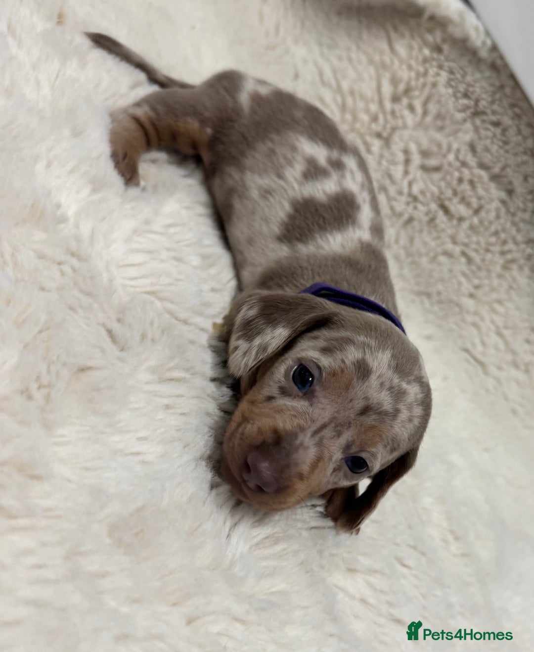 Miniature Dachshund dogs for sale: Miniature dachshund puppies - Image 10