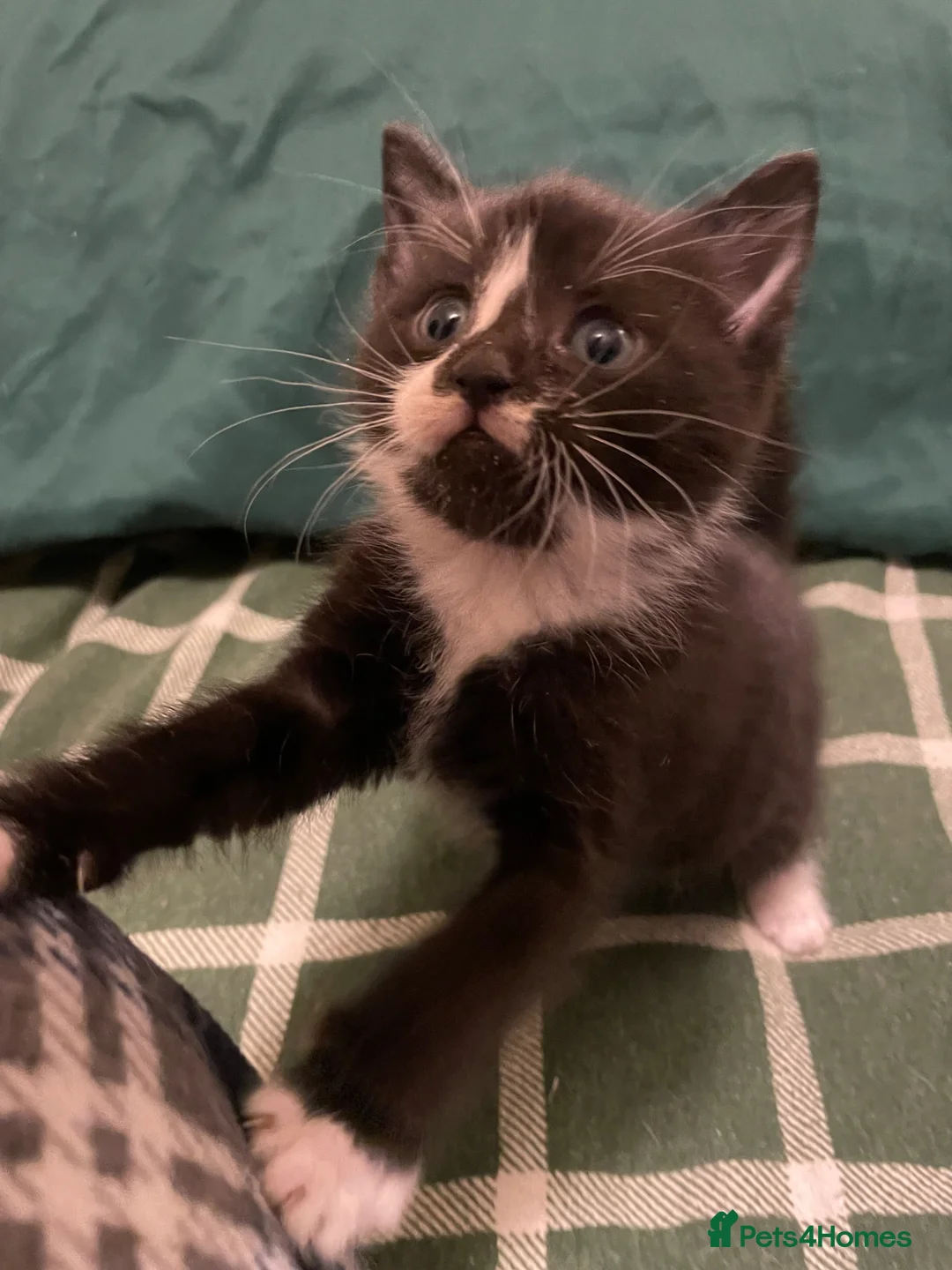 Mixed Breed cats for sale: Beautiful Male kitten ready for re homing 😊 - Advert 2