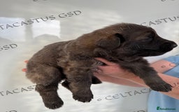 German Shepherd dogs for sale: Kcreg blue sable carrying Isabella GSD pups  - Image 14