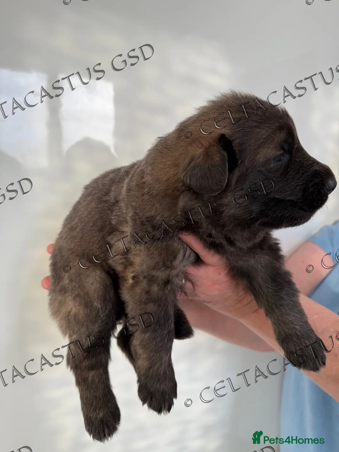 German Shepherd dogs for sale: Reduced kcreg  blue sable carrying Isabella  - Advert 16