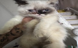 Persian cats for sale: Persian Kittens for Sale - Advert 4