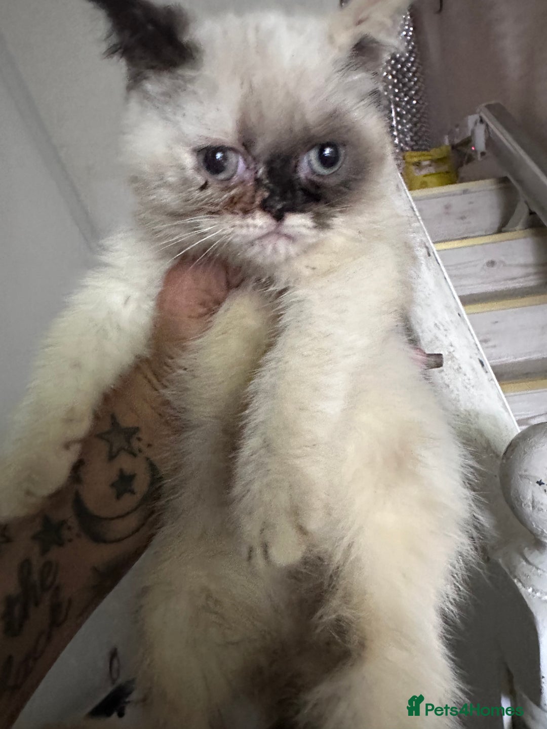 Persian cats for sale: Persian Kittens for Sale - Advert 4