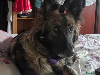 German Shepherd dogs Stud needed ASAP for my German shepherd - Advert 9