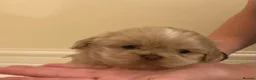Shih Tzu dogs for sale: 5 beautiful Shih Tzu puppies in Sheffield - Advert 10