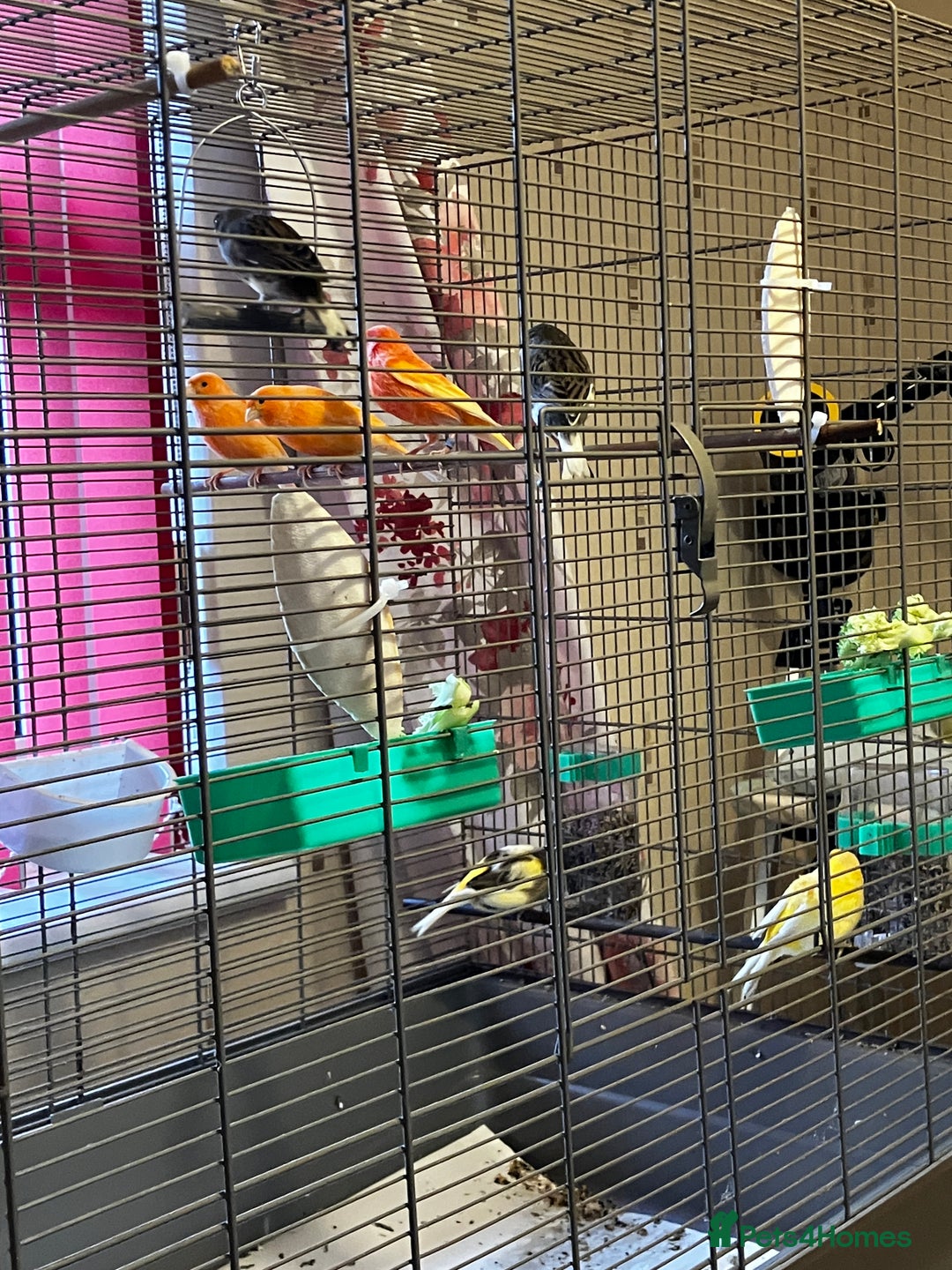 Canaries birds for sale: CANARIES X 3 pairs 1 male  - Advert 1