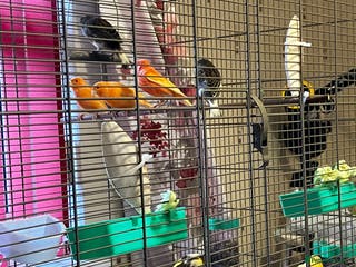 Canaries birds CANARIES X 3 pairs 1 male - Advert 2