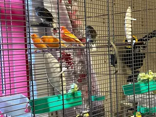 Canaries birds CANARIES X 3 pairs 1 male - Advert 19