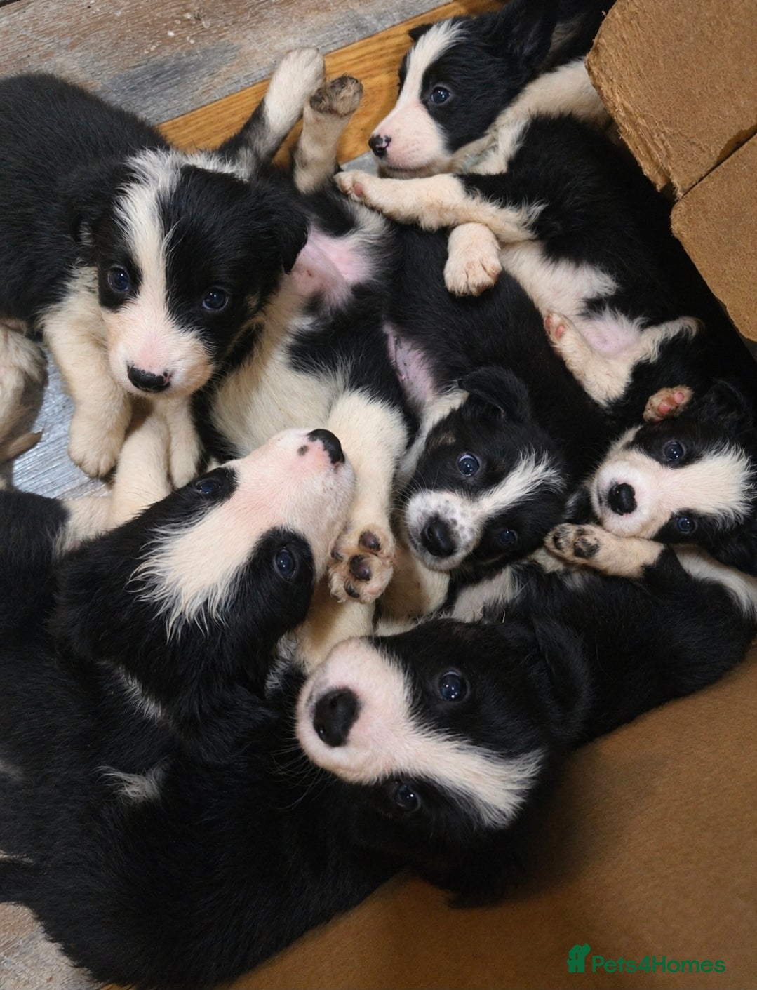 Border Collie dogs for sale: Border Collie Pups - Advert 1