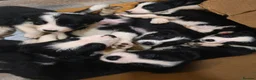 Border Collie dogs for sale: READY NOW - 2 MALE Border Collie Pups left - Advert 6