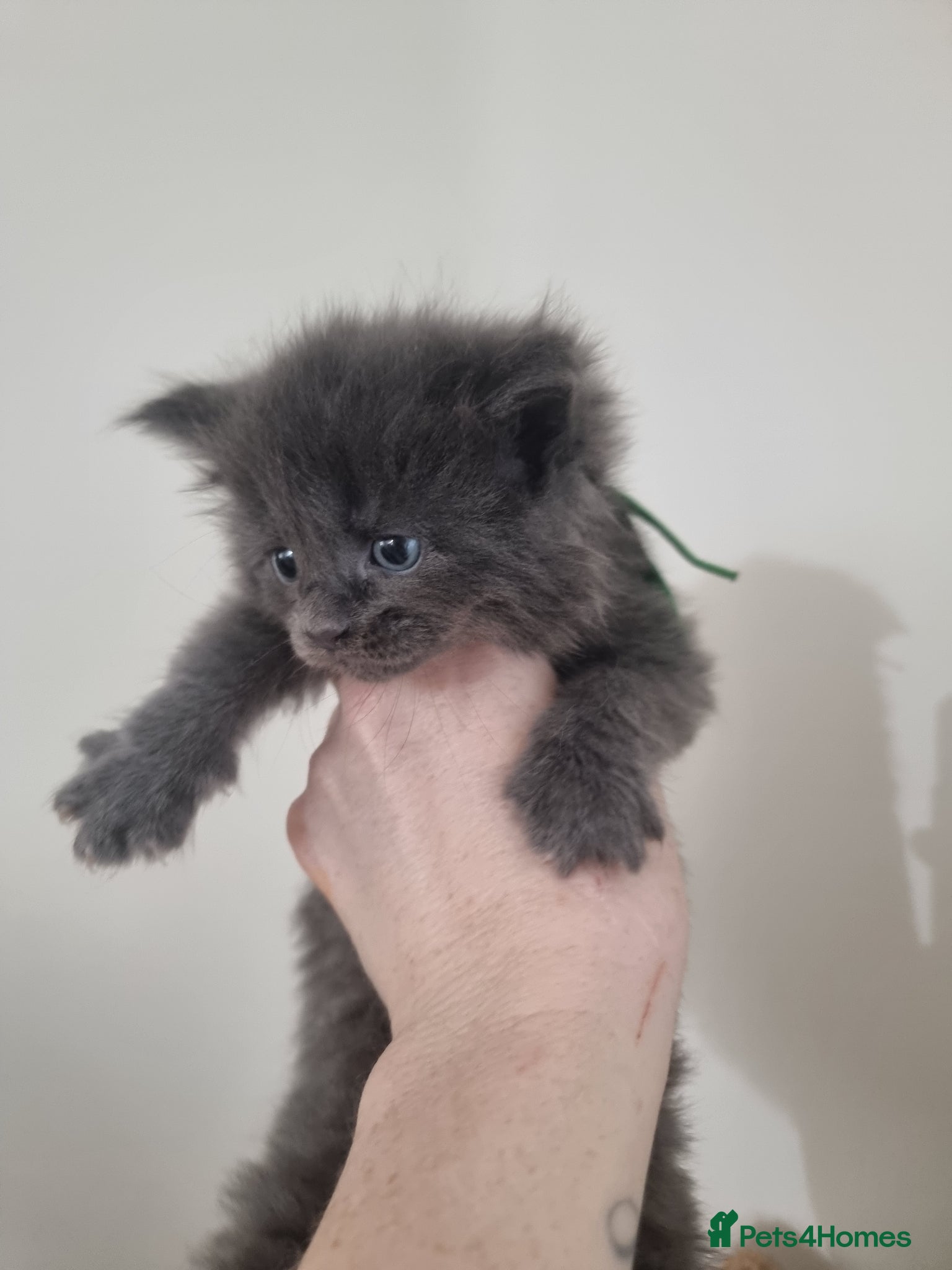 Maine Coon cats Maine Coon X Ragdoll Kittens - Advert 18