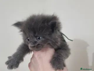 Maine Coon cats Maine Coon X Ragdoll Kittens - Advert 18