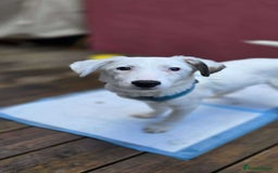 Mixed Breed dogs for adoption: Kira for adoption - Image 10