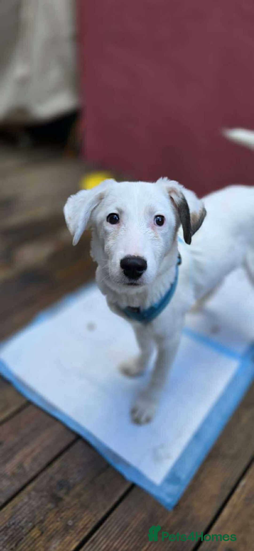 Mixed Breed dogs for adoption: Kira for adoption - Image 10