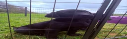 Labrador Retriever dogs for sale: 2 boys left Kc registered Labrador puppies   - Advert 6