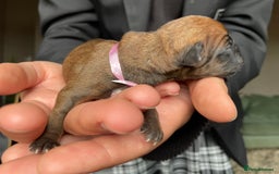 Mixed Breed dogs for sale: Cavapoo/Jack Russell puppies - Image 4
