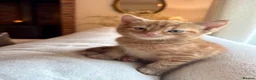 Mixed Breed cats for sale: Beautiful Ginger Kittens  - Advert 9