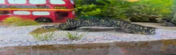 Platies fish for sale: Complete 165L Planted Aquarium Setup + Stock in Herne Bay - Advert 7