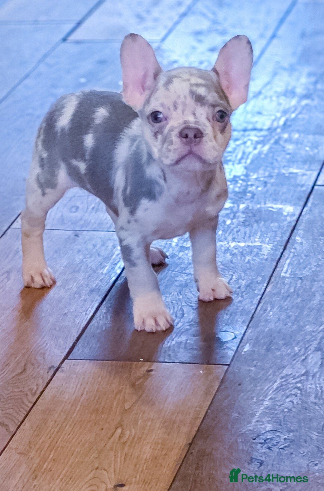 French Bulldog dogs for sale: 🐾 Exceptional French Bulldog Puppies Available 🐾 - Advert 9