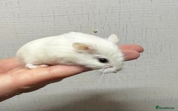 Hamster rodents for sale: Dwarf robrovski hamster babies  - Image 11