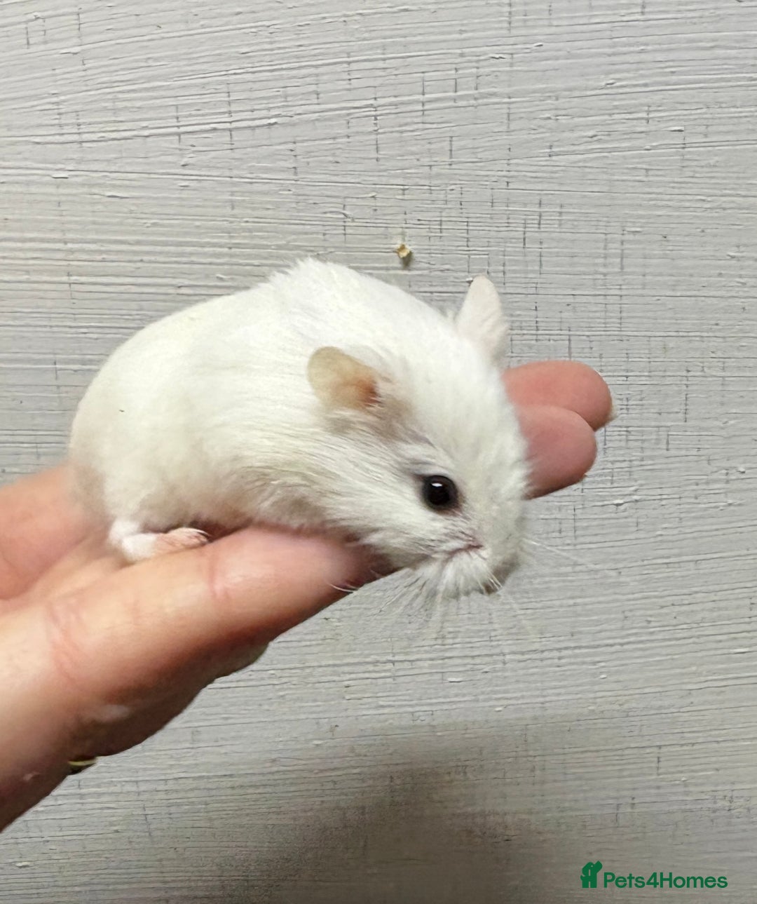 Hamster rodents for sale: Dwarf robrovski hamster babies  - Image 11