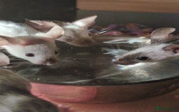 Mouse rodents for sale: Fancy mouse waiting list in Milton Keynes - Image 2